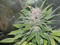 Blueberry Cheesecake Feminised Seeds