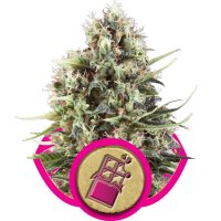 Chocolate Haze Feminised Seeds