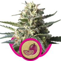 (Bild für) Lemon Shining Silver Haze Feminised Seeds