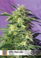 Killer Kush Auto Feminisiert Saatgut