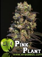 Pink Plant Feminised Seeds