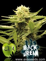 Black Dream Feminised Seeds