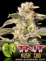 TNT Kush CBD Feminised Seeds