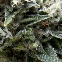 New York City Auto Feminised Seeds