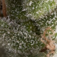 Fresh Candy Auto Feminised Seeds