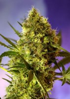 Big Devil Auto Feminised Seeds