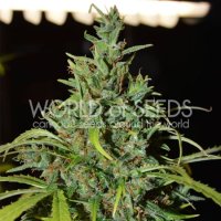 Neville Haze Ryder Auto Feminised Seeds