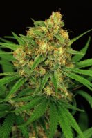 Tangerine Kush Feminised Seeds