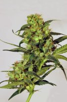 Spicy Bitch Feminised Seeds