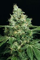 Sir Jack Feminised Seeds