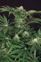 Green Gummy Feminised Seeds
