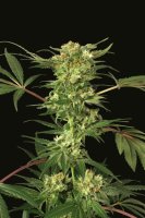 Devil Kush Regular Seeds