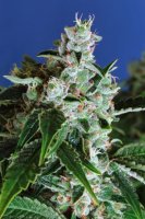 Sir Jack Auto Feminised Seeds