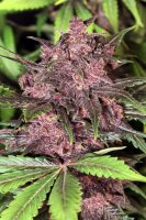 Black Haze Auto Feminised Seeds