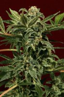 Russian Auto Feminised Seeds