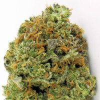 (Bild für) Wipeout Express Auto Feminised Seeds