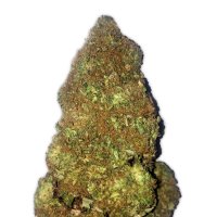 (Bild für) Jackpot Auto Feminised Seeds