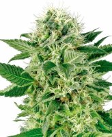 Northern Lights Feminised Seeds