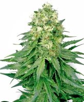 White Widow Feminised Seeds