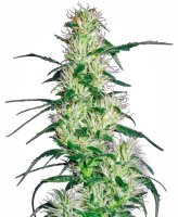 Purple Haze Feminised Seeds