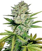 Super Skunk Auto Feminised Seeds