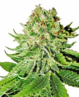 Northern Lights Auto Feminised Seeds