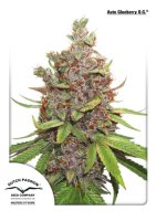 Glueberry O.G. Auto Feminisiert Saatgut