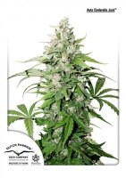 Cinderella Jack Auto Feminised Seeds