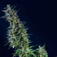 Kama Kush CBD Feminised Seeds