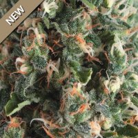 Super OG Kush Auto Feminised Seeds