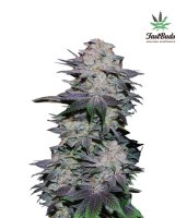 Blackberry Auto Feminised Seeds
