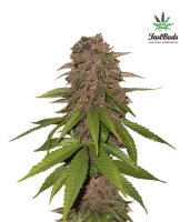 C4 Auto Feminised Seeds
