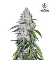 West Coast O.G. Auto Feminised Seeds