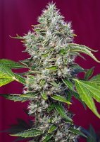 San Fernando Lemon Kush Feminised Seeds