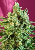 S.A.D. CBD Feminised Seeds