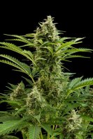 Vesta Auto Feminised Seeds