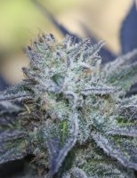 Washing Machine Feminised Seeds