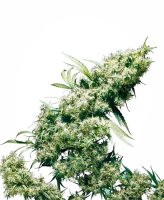 (Bild für) Jamaican Pearl Feminised Seeds