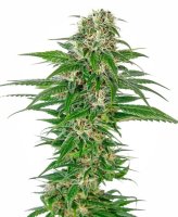 (Bild für) Early Skunk Auto Feminised Seeds