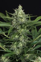 Green Gummy Auto Feminised Seeds