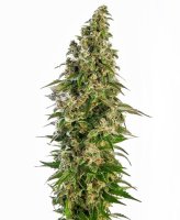 (Bild für) Afghani #1 Auto Feminised Seeds