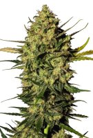 Master Kush Auto Feminised Seeds