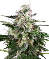 White Skunk Auto Feminised Seeds