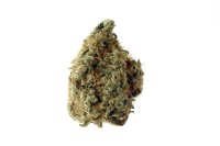 White Choco Feminised Seeds
