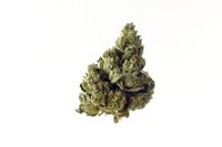 Choco Kush Auto Feminised Seeds