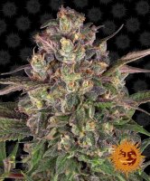 (Bild für) Peyote Critical Feminised Seeds