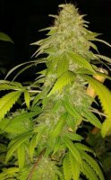 Zombie Virus Feminised Seeds