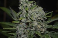 Black Zombie Feminised Seeds