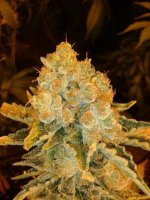 White Widow Feminised Seeds