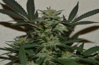 Orange, Strawberry & Banana Feminised Seeds